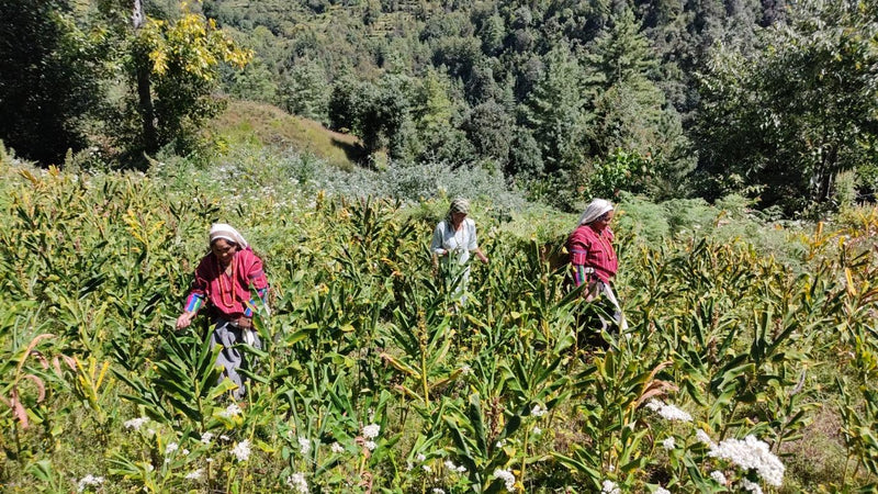 Why Himalayan Sourcing Matters